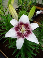 [1619 Capuchino No01.JPG]